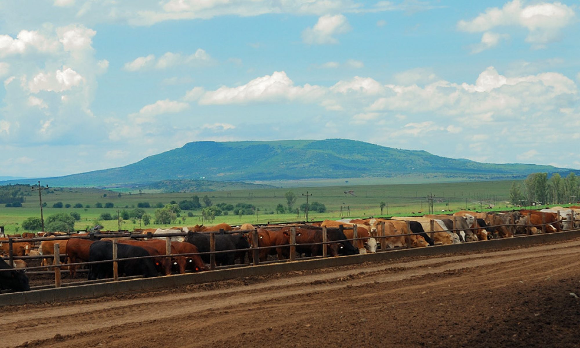 Triple C Feedlot